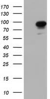 BCAP / PIK3AP1 Antibody (clone OTI7B12)