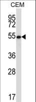 GABPA / NRF2 Antibody (aa283-311)