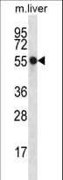 NXN Antibody (aa221-249)