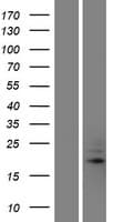 TRAPPC5 Protein (Over-Expression Lysate Myc-DDK (Flag))