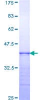Human ITGA6/Integrin Alpha 6/CD49f Protein (Recombinant GST, N-terminus)