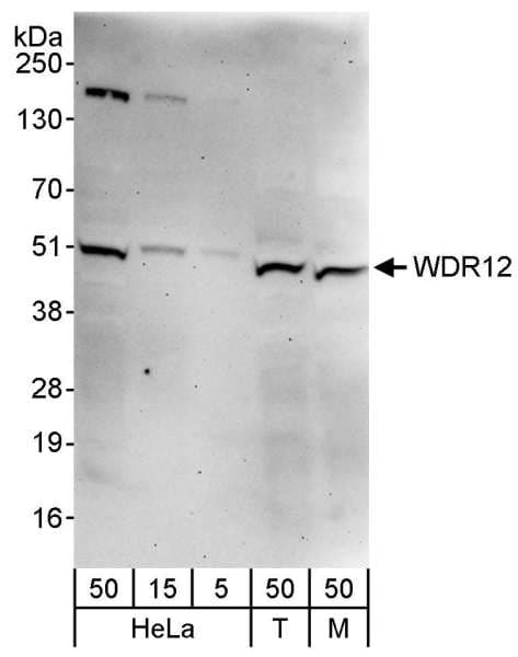 WDR12 Antibody (aa373-423)