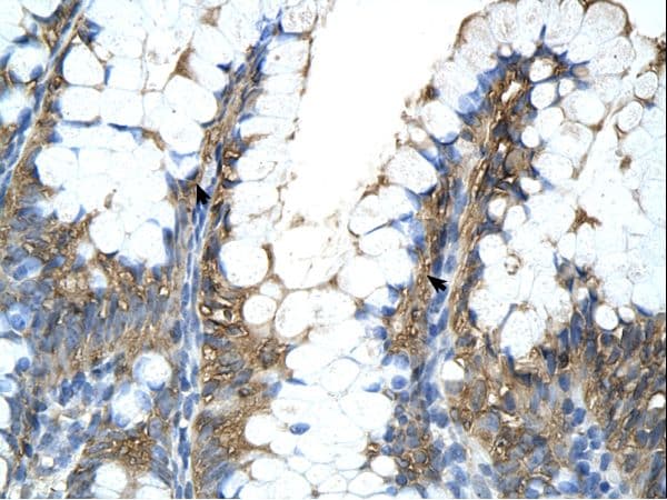 PPIA / Cyclophilin A Antibody (C-Terminus)