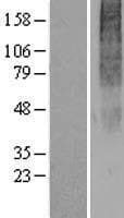 OR2H3 / OR2H2 Protein (Over-Expression Lysate Myc-DDK (Flag))