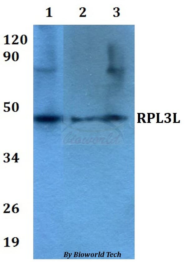 RPL3L Antibody