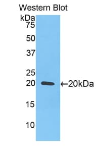IL17B Antibody (aa23-180)