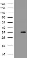 SLA2 / SLAP2 Antibody (clone OTI2F7)