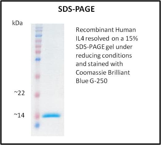Human IL4 Protein (Recombinant)