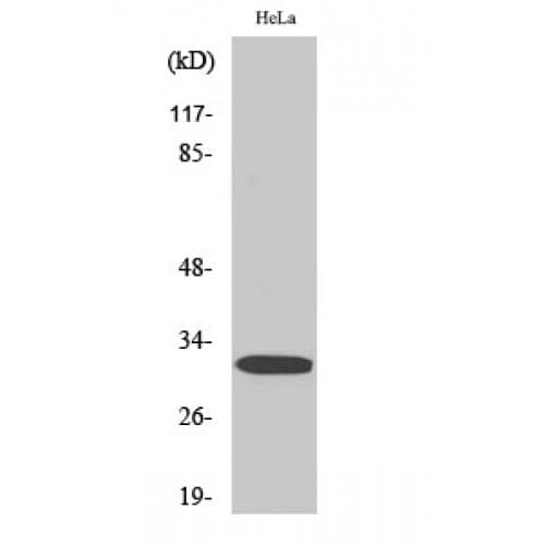 PPP1R1B / DARPP-32 Antibody (10-90 aa)