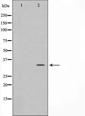 Polyclonal Rabbit anti-Human CDK1 / CDC2 Antibody (IF, WB)