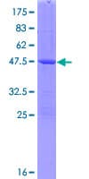 Human GM2A Protein (Recombinant GST)