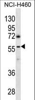 GABRR3 Antibody (aa35-63)