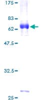 Human ESR2 / ER Beta Protein (Recombinant GST)