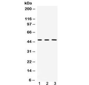 CNPase Antibody