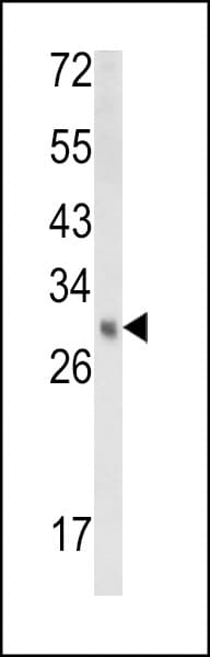 EBP Antibody (aa1-30)