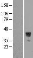 HOXC10 Protein (Over-Expression Lysate Myc-DDK (Flag))