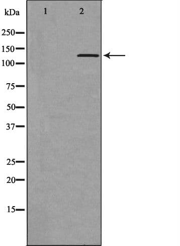 Polyclonal Rabbit anti-Human PER3 Antibody (IHC, IF, WB)