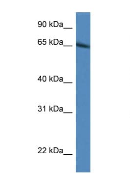IRF2BP1 Antibody (aa178-227)