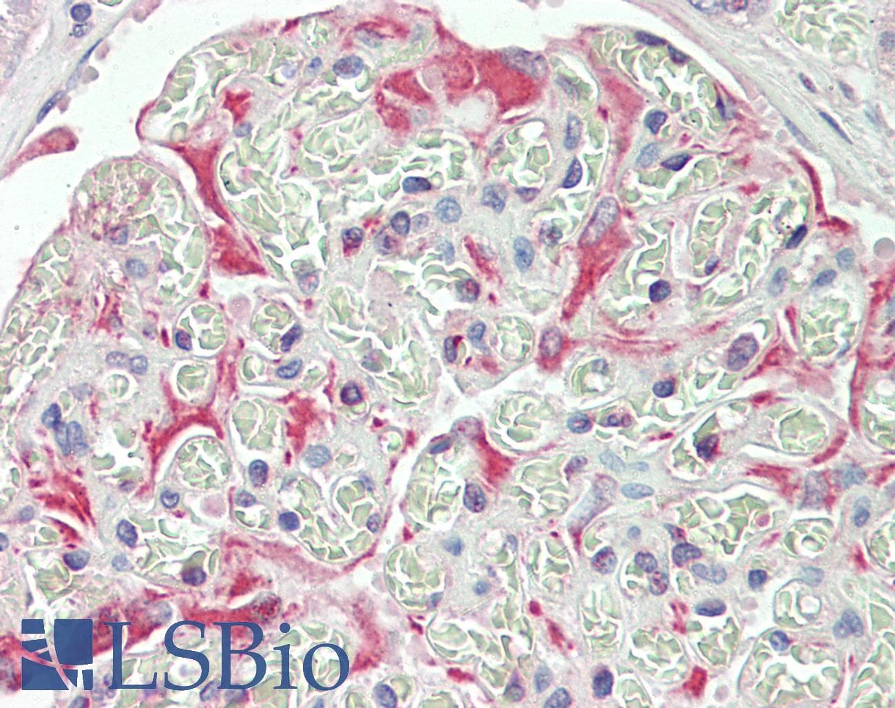 IHC-plus™ MAPK9 / JNK2 Antibody (aa217-230)