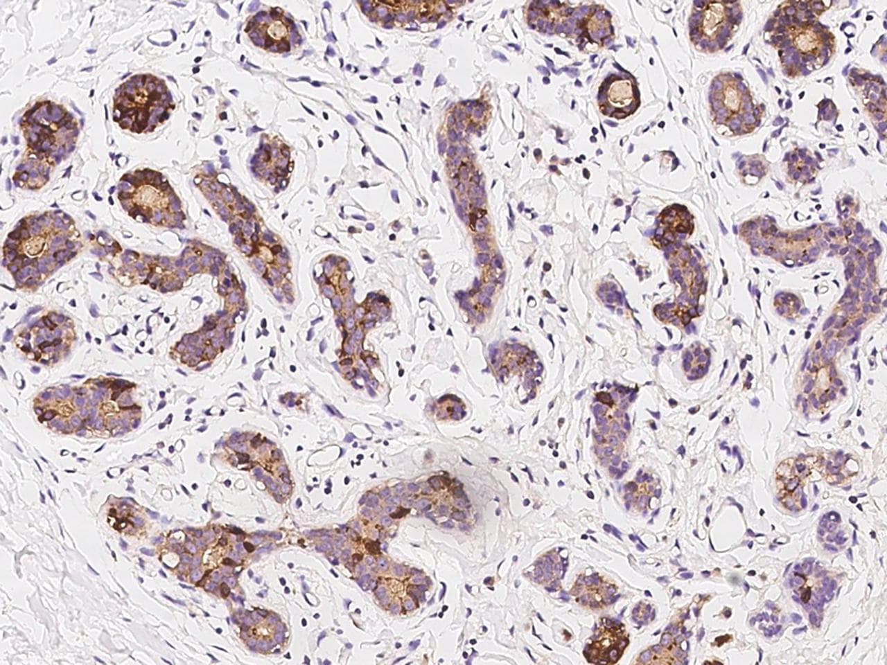 AZGP1 / ZAG Antibody