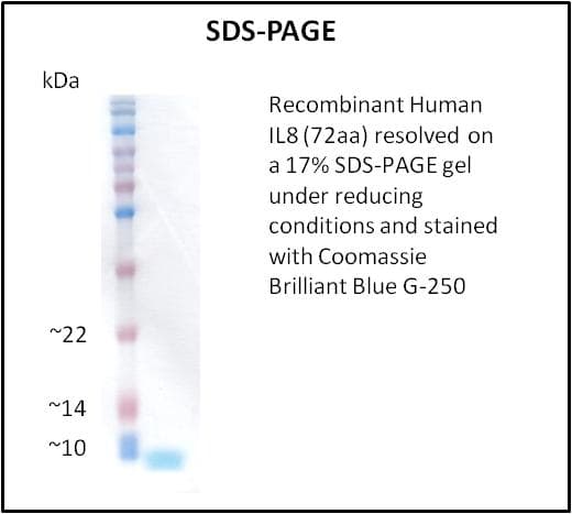 Human IL8 / Interleukin 8 Protein (Recombinant)