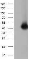 CD80 Antibody (clone OTI6H7)