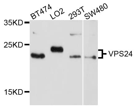 NEDF / VPS24 Antibody
