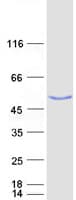 Human USP3 / UBP Protein (Recombinant Myc-DDK (Flag))