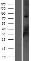 RSPO2 Protein (Over-Expression Lysate Myc-DDK (Flag))