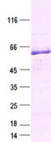 Human SH3P7 / HIP-55 Protein (Recombinant DDK,C-terminus)