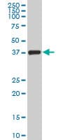 TCEA3 Antibody (clone 4E11)