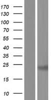 CABYR Protein (Over-Expression Lysate Myc-DDK (Flag))