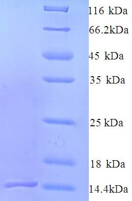 Pinctada fucata N16.1 Matrix Protein (Recombinant His)