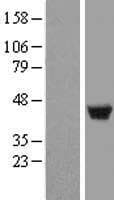 LSP1 Protein (Over-Expression Lysate Myc-DDK (Flag))
