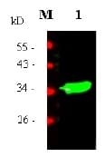 MSLN / Mesothelin Antibody (Preservative Free, Biotin)