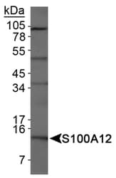 S100A12 Antibody