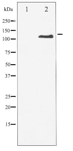 CSF1R / CD115 / FMS Antibody (phospho-Tyr809)