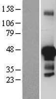 JUNB / JUN-B Protein (Over-Expression Lysate Myc-DDK (Flag))
