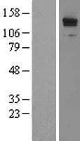 TRIP / LRRFIP1 Protein (Over-Expression Lysate Myc-DDK (Flag))