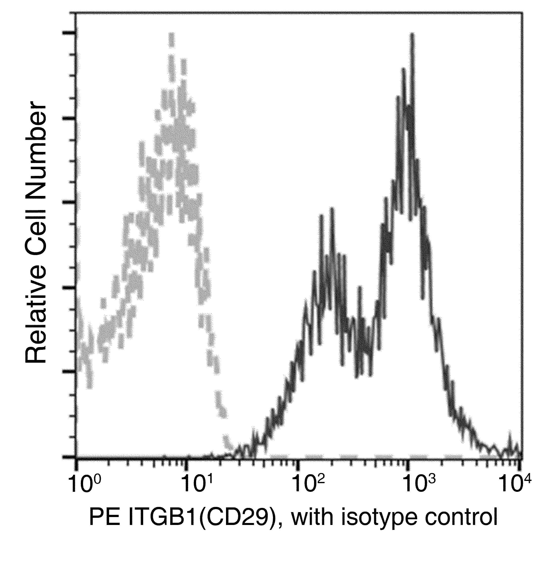Monoclonal Mouse anti-Human ITGB1 / Integrin Beta 1 / CD29 Antibody (clone 06, PE)