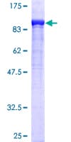 Human Dipeptidyl Peptidase 3 / DPP3 Protein (Recombinant GST)