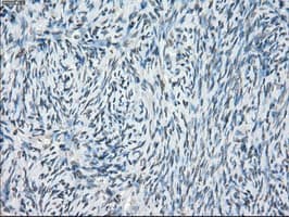 CYPOR / POR Antibody (clone OTI2E4)