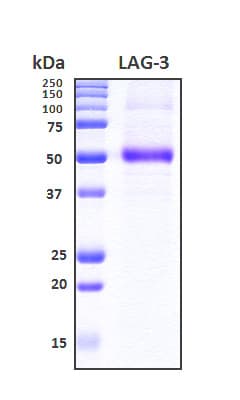 Human LAG3 Protein (Recombinant 6His, N-terminus)