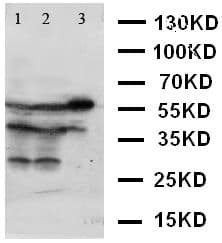 XIAP Antibody (aa14-34)