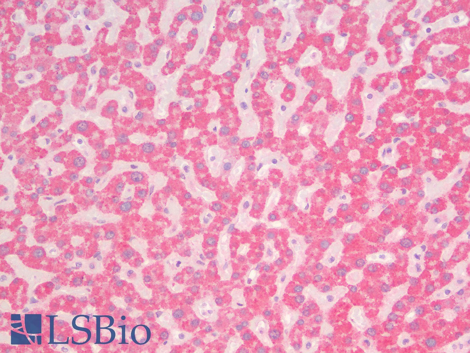 PathPlus™ CDH1 / E Cadherin Antibody