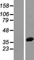 ANXA2 / Annexin A2 Protein (Over-Expression Lysate Myc-DDK (Flag))