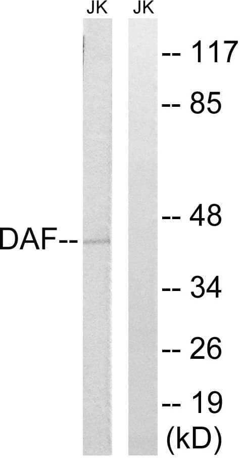 Polyclonal Rabbit anti-Human CD55 Antibody (aa101-150, WB)