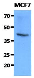 FKBP6 Antibody (clone AT9B7)