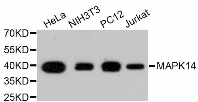 MAPK14 / p38 Antibody
