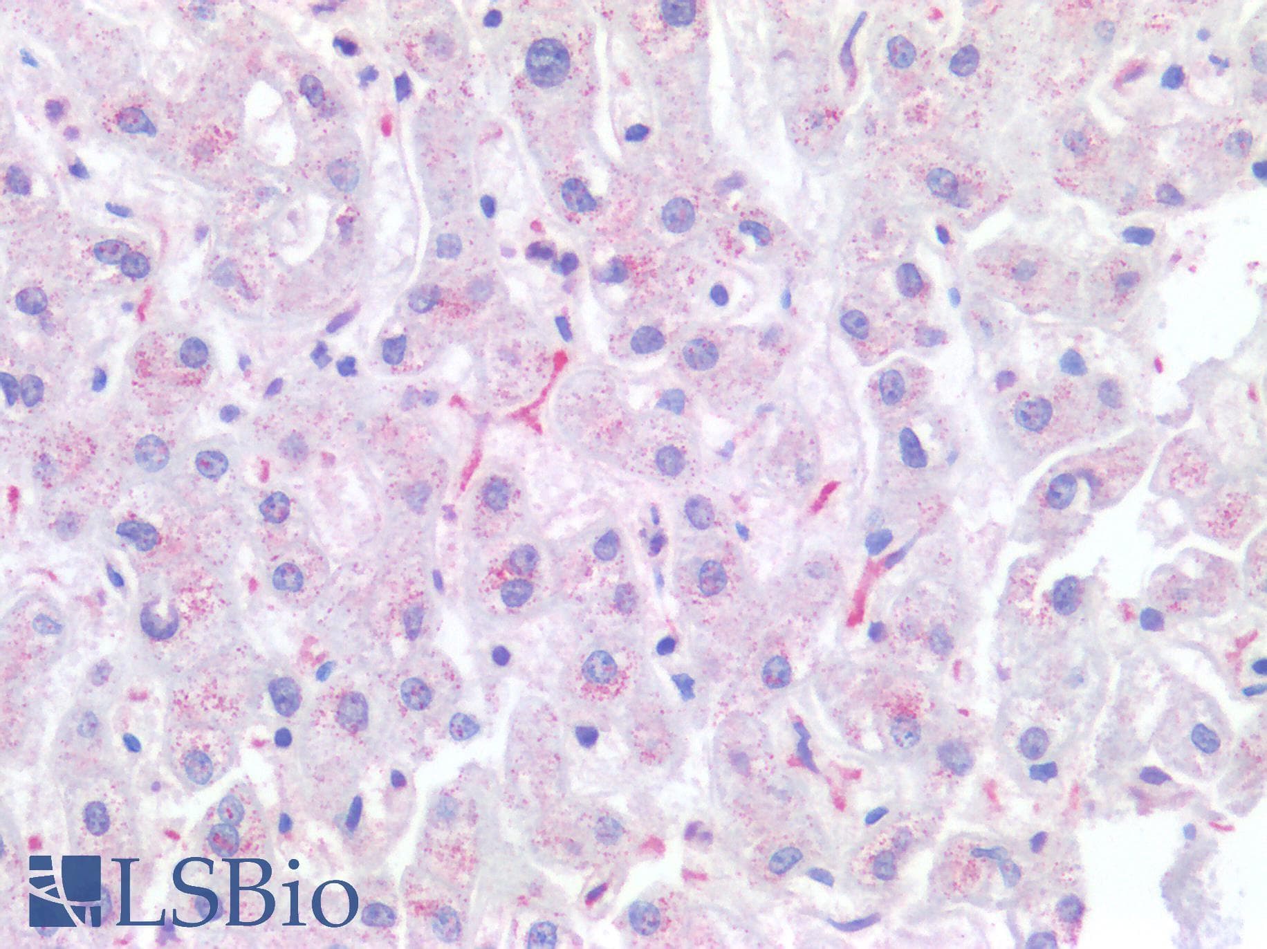 PathPlus™ CD68 Antibody